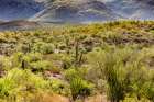 Typical scene in the Sonoran Desert of southern Arizona. Art Print